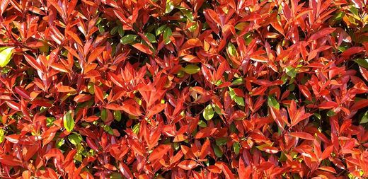 Photinia, Fotinia