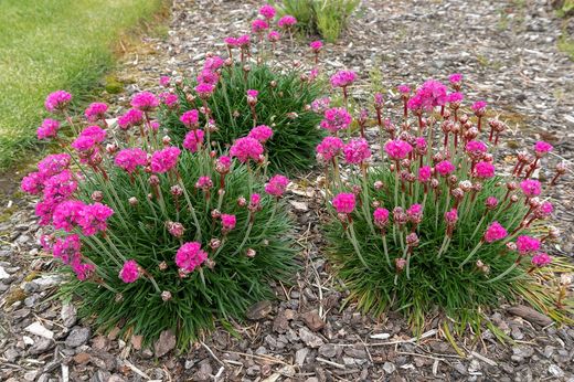 Plantas rastreras