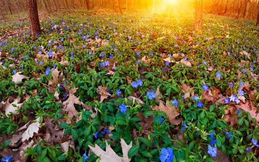 Plantes de rembourrage