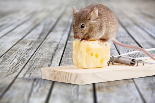 Rats et souris