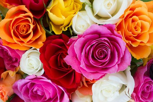 Rosiers parfumés et classiques