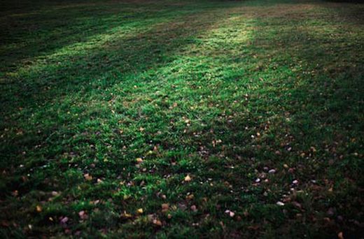 Graines d'herbe d'ombre