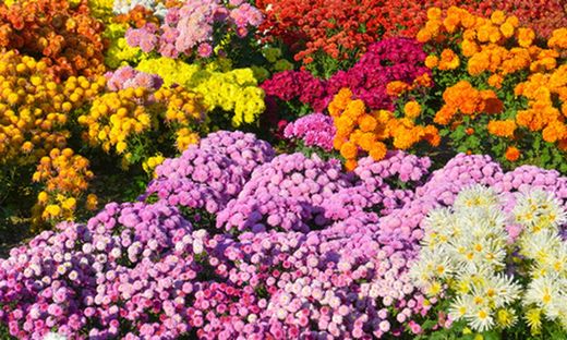 Graines de fleurs