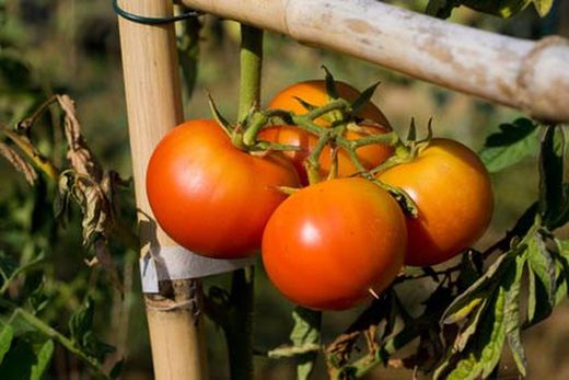 Graines de légumes fruits