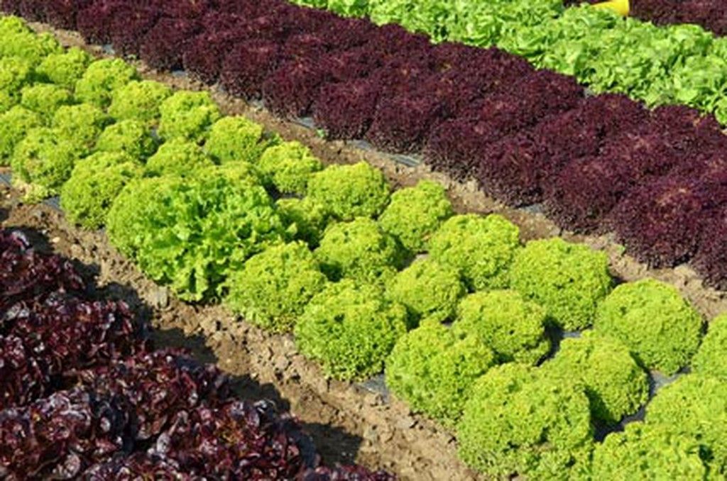 Semillas de hortalizas de hoja, Grandes