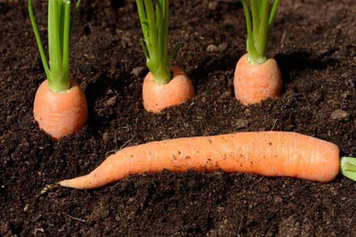 Graines de légumes racines