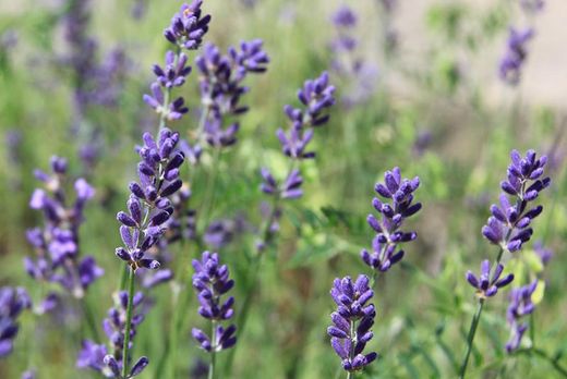 Semillas ecológicas de plantas aromáticas.