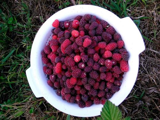 Mûre et Framboise en un