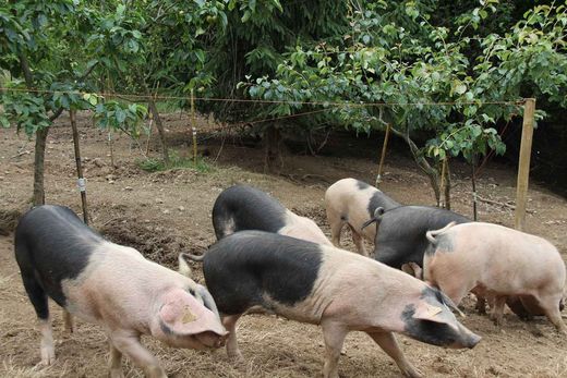 Venta de ejemplares de Porco Celta