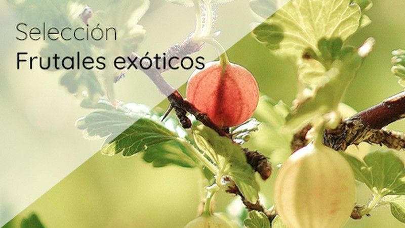 Frutos da floresta e árvores frutíferas exóticas