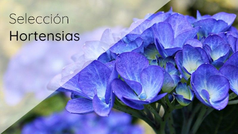 Hortênsias, Hydrangea