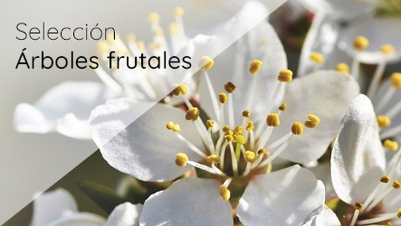 Árvores frutíferas