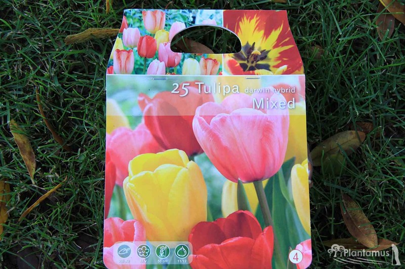 Bulbos de tulipanes variados. Llena de flores jardín — Plantamus Vivero online