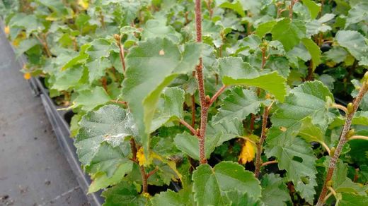 Abedul, abedul blanco, Betula alba