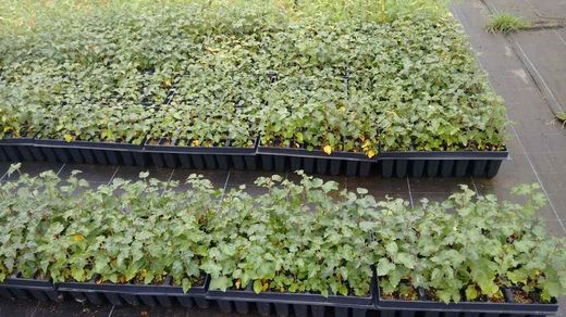 Abedul, abedul blanco, Betula alba