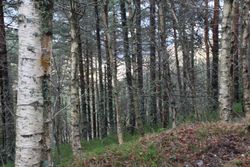 Bétula, bidueiro, bétula pendular, Betula pendula