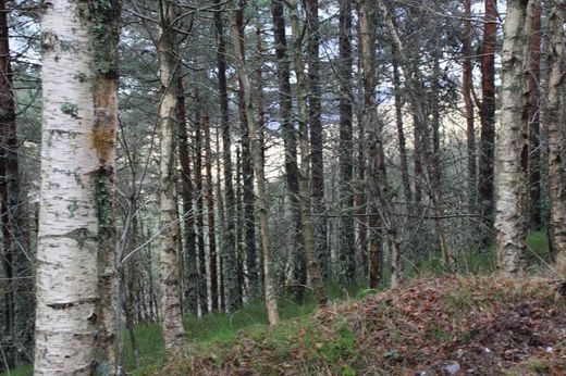 Abedul, bidueiro, abedul péndulo, Betula pendula