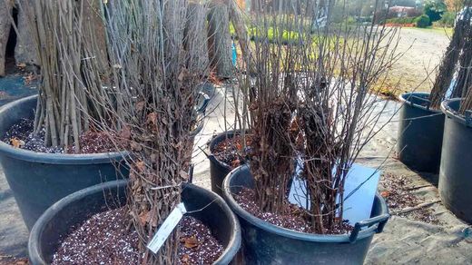 Bétula, bidueiro, bétula pendular, Betula pendula