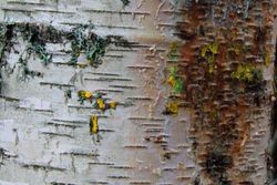 Bétula, bidueiro, bétula pendular, Betula pendula