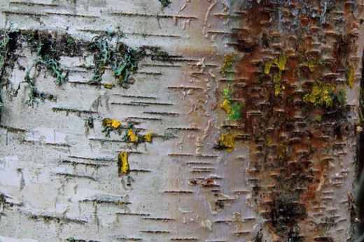 Bouleau, bidueiro, bouleau pendule, Betula pendula