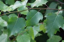 Abedul común, Betula pendula