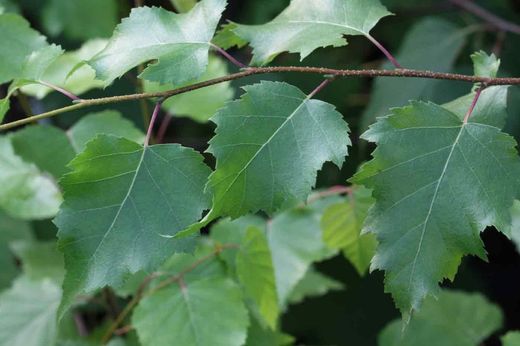 Abedul común, Betula pendula
