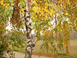 Abedul común, Betula pendula