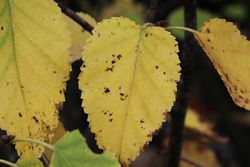 Canoë bouleau, Betula papyrifera