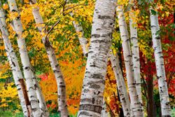 Canoë bouleau, Betula papyrifera
