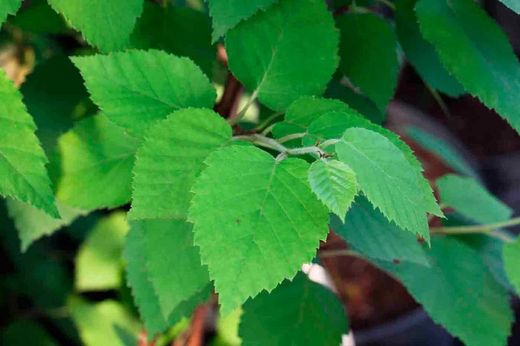 Canoë bouleau, Betula papyrifera