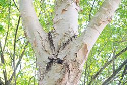 Canoë bouleau, Betula papyrifera