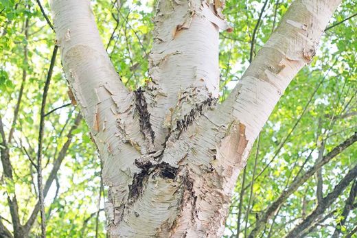 Canoë bouleau, Betula papyrifera