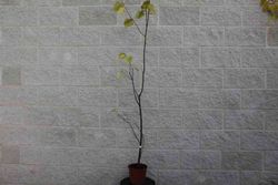 Canoë bouleau, Betula papyrifera
