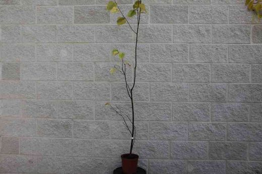 Canoë bouleau, Betula papyrifera