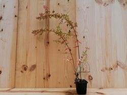 Abelia amarilla, Abelia x grandiflora Goldsport