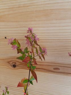 Abelia amarilla, Abelia x grandiflora Goldsport