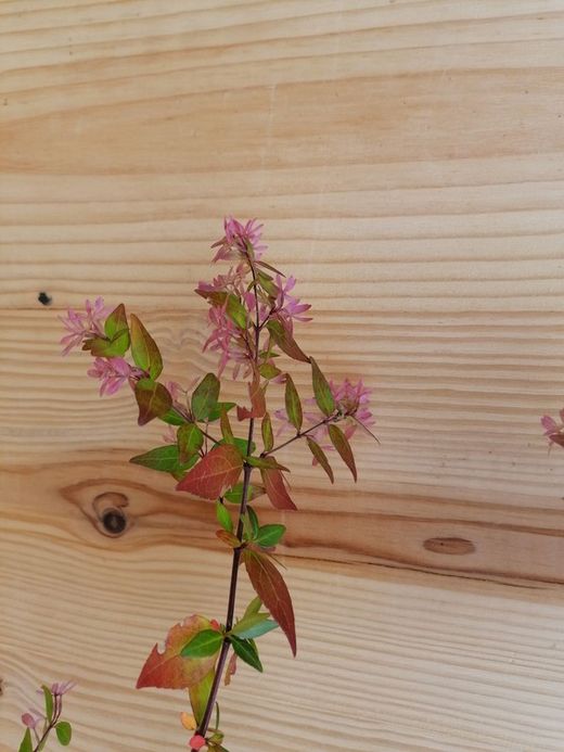 Abelia amarilla, Abelia x grandiflora Goldsport