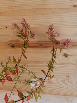 Abelia amarilla, Abelia x grandiflora Goldsport