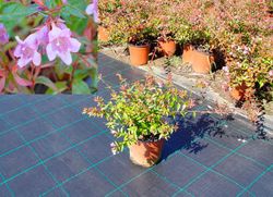 Abelia edward "Goucher"