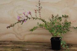 Abelia edward "Goucher"