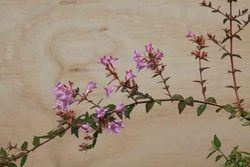 Abelia edward "Goucher"