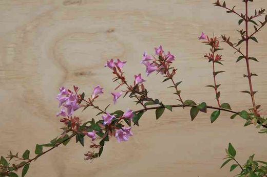 Abelia edward "Goucher"