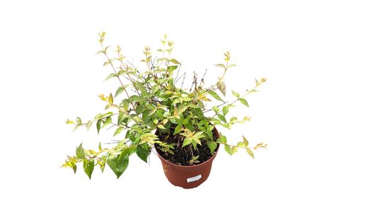 Abelia edward "Goucher"