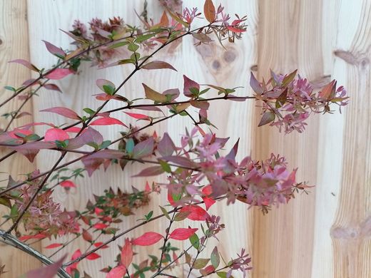 Abelia floribunda blanca
