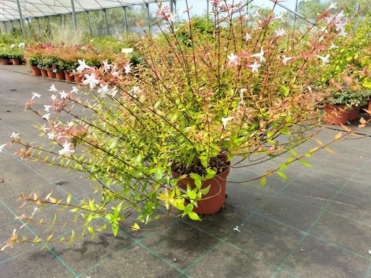 Abelia grandiflora Prostrata