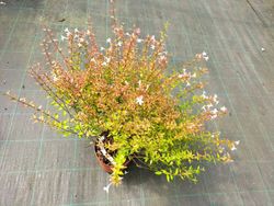 Abelia grandiflora Prostrata