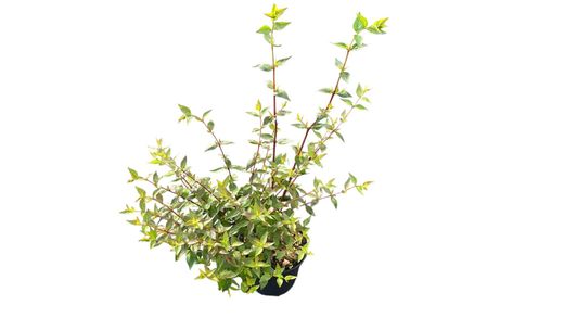 Abelia grandiflora Prostrata