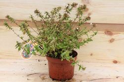 Abelia kaleidoscope