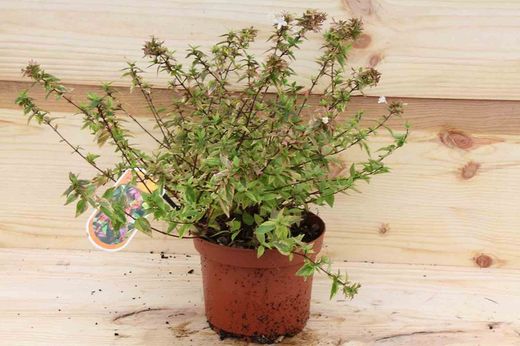 Abelia kaleidoscope