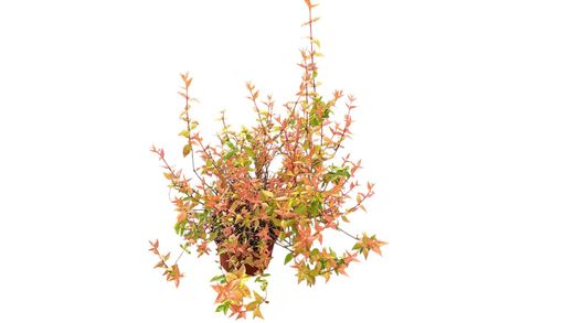 Abelia kaleidoscope